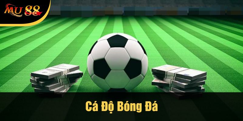 Cá Độ Bóng Đá