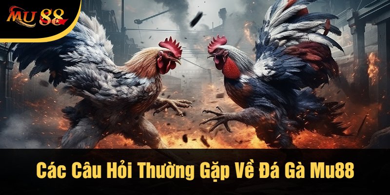 Các Câu Hỏi Thường Gặp Về Đá Gà Mu88