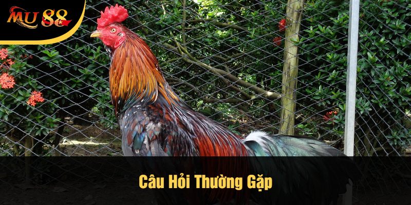 Câu Hỏi Thường Gặp