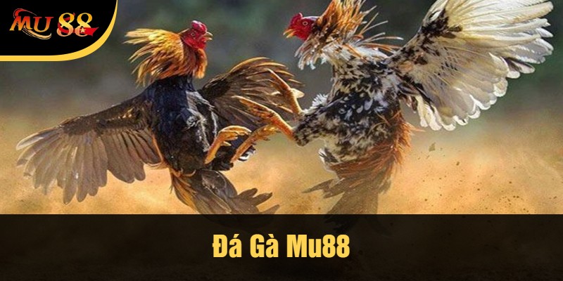 Đá gà Mu88