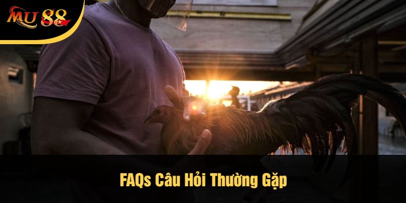 FAQs Câu Hỏi Thường Gặp