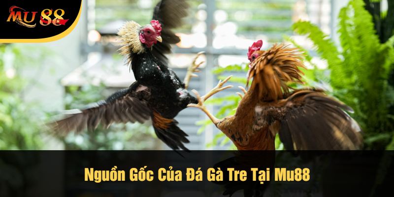 Nguồn Gốc Của Đá Gà Tre Tại Mu88