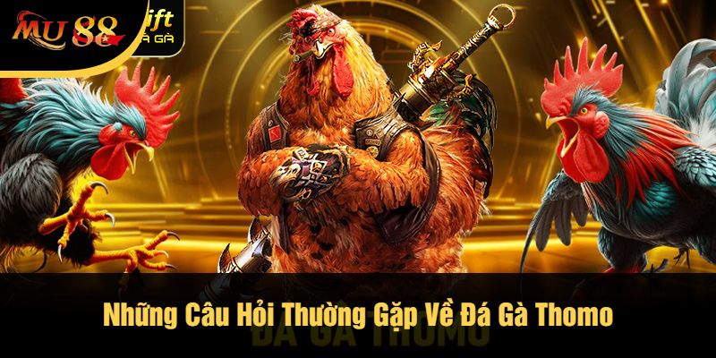 Những Câu Hỏi Thường Gặp Về Đá Gà Thomo